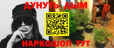 шишки Изобильный